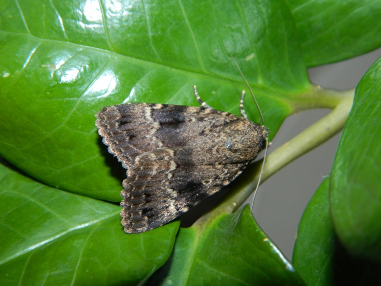 Amphipyra (Amphipyra) pyramidea